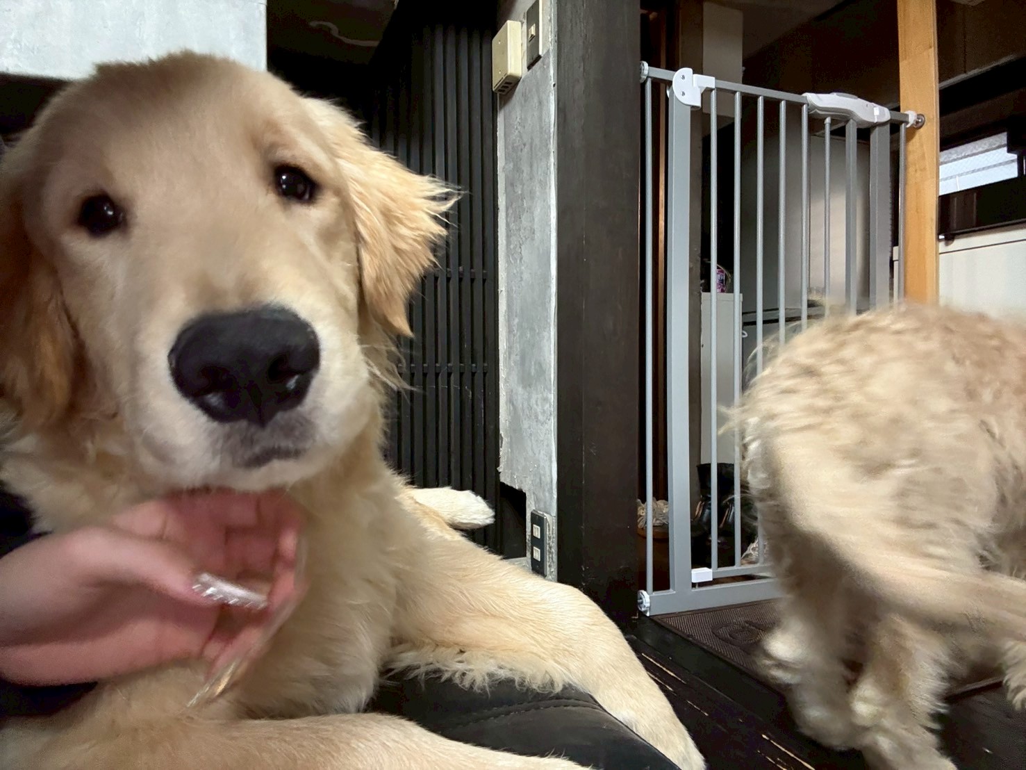 犬カフェでの一枚